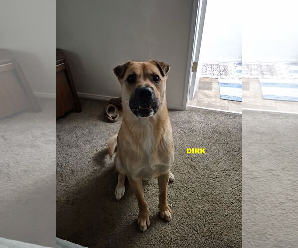 Medium Photo #7 Black Mouth Cur-Unknown Mix Puppy For Sale in Woodland Hills, CA, USA