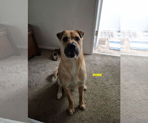 DIRK - Male Black Mouth Cur-Unknown Mix Dog for Adoption - Photo #7