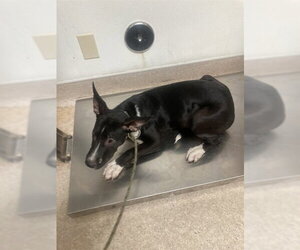 Mutt Dogs for adoption in Bakersfield, CA, USA