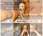 Puppy Yellow Green Goldendoodle (Miniature)