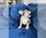 Small Photo #36 French Bulldog Puppy For Sale in CARY, NC, USA