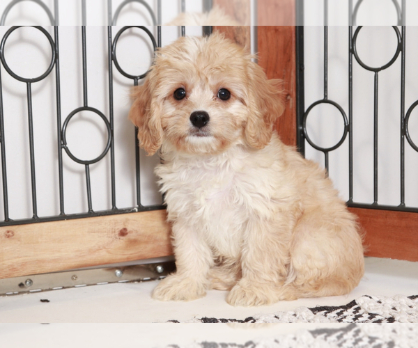 Medium Photo #2 Cavapoo Puppy For Sale in NAPLES, FL, USA