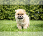 Small #4 Chow Chow