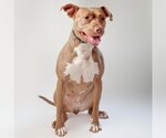 Small #38 American Pit Bull Terrier Mix