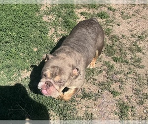 Mother of the Bulldog puppies born on 05/02/2026