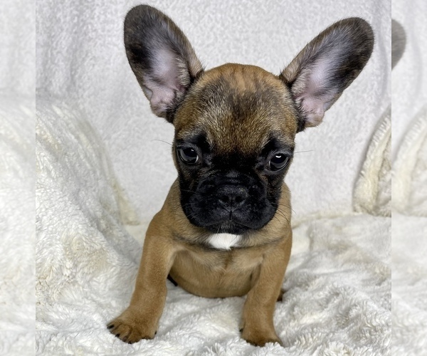 Medium Photo #11 French Bulldog Puppy For Sale in BOTHELL, WA, USA