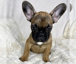 Small Photo #11 French Bulldog Puppy For Sale in BOTHELL, WA, USA