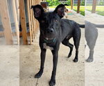 Small German Shepherd Dog Mix
