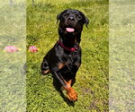 Small #4 Rottweiler