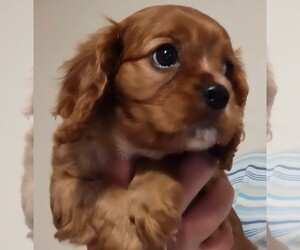 Cavalier King Charles Spaniel Puppy for sale in EAST PROVIDENCE, RI, USA