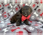 Small #5 Aussiedoodle Miniature 