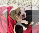 Small Photo #4 Bulldog Puppy For Sale in SPRING HILL, FL, USA