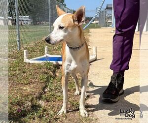 Tome - Male Chihuahua-Unknown Mix Dog for Adoption - Photo #3