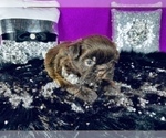 Small Photo #32 Shih Tzu Puppy For Sale in HAYWARD, CA, USA
