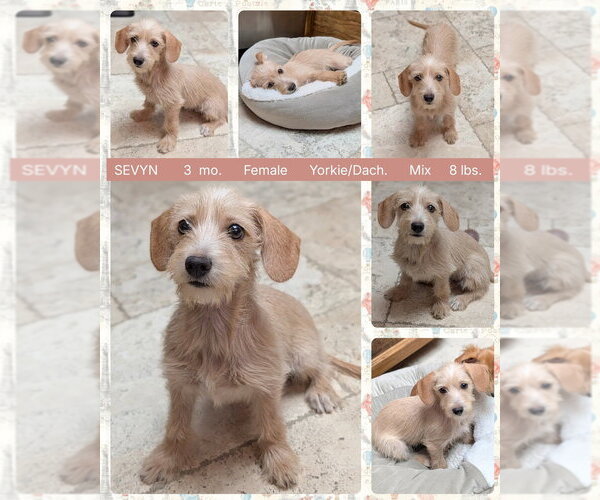 Medium Photo #1 Dachshund-Unknown Mix Puppy For Sale in Mesa, AZ, USA