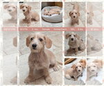 Small Dachshund Mix