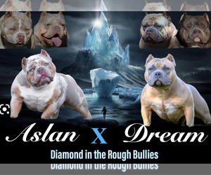 Father of the American Bully puppies born on 12/31/2022