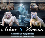 Small Photo #1 American Bully Puppy For Sale in TOPEKA, KS, USA
