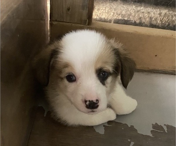 Medium Photo #7 Pembroke Welsh Corgi Puppy For Sale in BRANDON, FL, USA