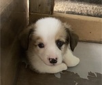 Small #6 Pembroke Welsh Corgi