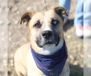 Labrador Retriever-Unknown Mix Dogs for adoption in San Antonio, TX, USA
