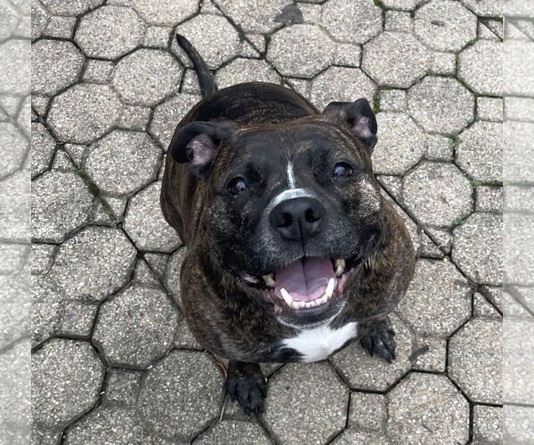 Medium Photo #1 Bullboxer Pit Puppy For Sale in Gates Mills, OH, USA