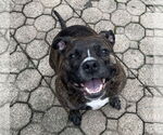 Small Bullboxer Pit