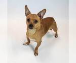 Small #4 Chihuahua