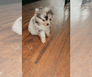 Pomeranian Puppy for sale in VIRGINIA BCH, VA, USA