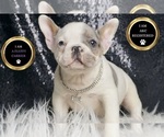 Puppy Rex AKC French Bulldog