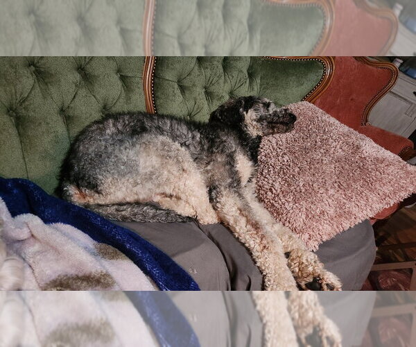 Medium Photo #2 Poodle (Standard)-Unknown Mix Puppy For Sale in Boston, MA, USA