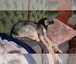 Small #1 Poodle (Standard) Mix
