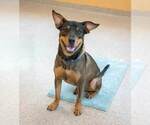 Small #1 Rottweiler Mix