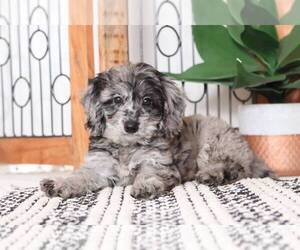Goldendoodle Puppy for sale in NAPLES, FL, USA