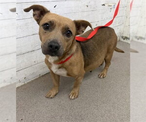 Chihuahua-Unknown Mix Dogs for adoption in San Bernardino, CA, USA