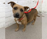 PEPPER - Female Chihuahua-Unknown Mix Dog for Adoption - Small photo