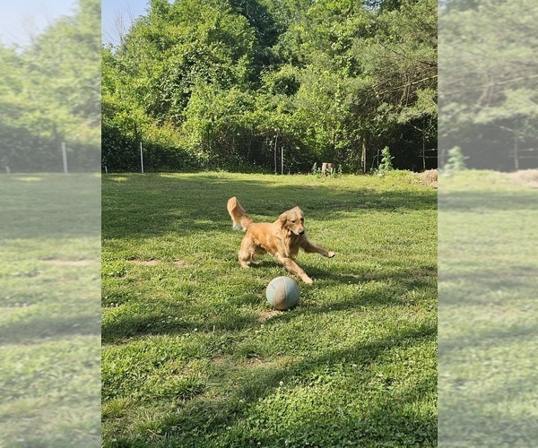 Medium Photo #2 Golden Retriever Puppy For Sale in SALISBURY, NC, USA