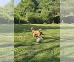 Small #1 Golden Retriever