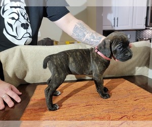 Cane Corso Puppy for sale in WOODLAND, WA, USA