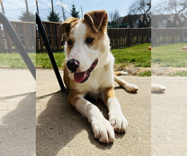 Medium Photo #25 Australian Shepherd-Unknown Mix Puppy For Sale in Germantown, OH, USA