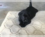 Small Photo #13 Labrador Retriever Puppy For Sale in LA CRESCENT, MN, USA