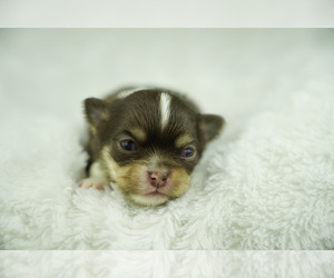 Chihuahua Puppy for sale in UNION GROVE, NC, USA