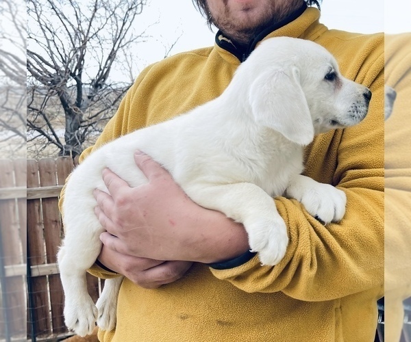 Medium Photo #2 Labrador Retriever Puppy For Sale in PALMDALE, CA, USA
