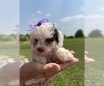 Puppy 8 Poodle (Miniature)
