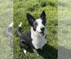 Border Collie Dogs for adoption in Lee's Summit, MO, USA