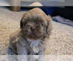 Shih Tzu Puppy for sale in CARLYLE, IL, USA