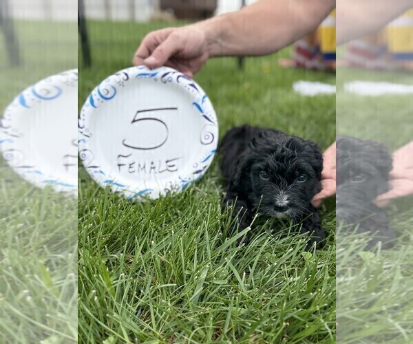 Medium Photo #8 Bernedoodle Puppy For Sale in BROWNSTOWN, IN, USA