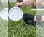 Small #7 Bernedoodle