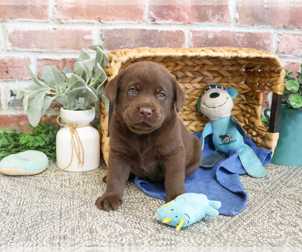Medium Photo #10 Labrador Retriever Puppy For Sale in SYRACUSE, IN, USA