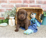 Small #9 Labrador Retriever